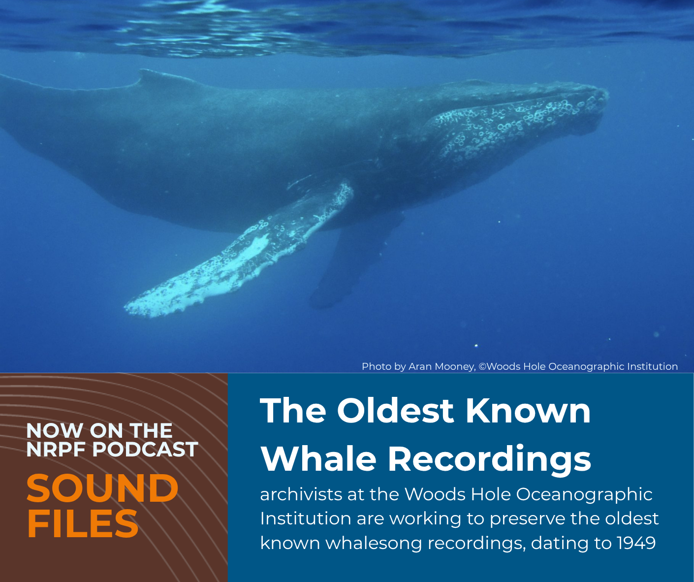 Sound Files: Preserving the Oldest Known Whale Song Recordings